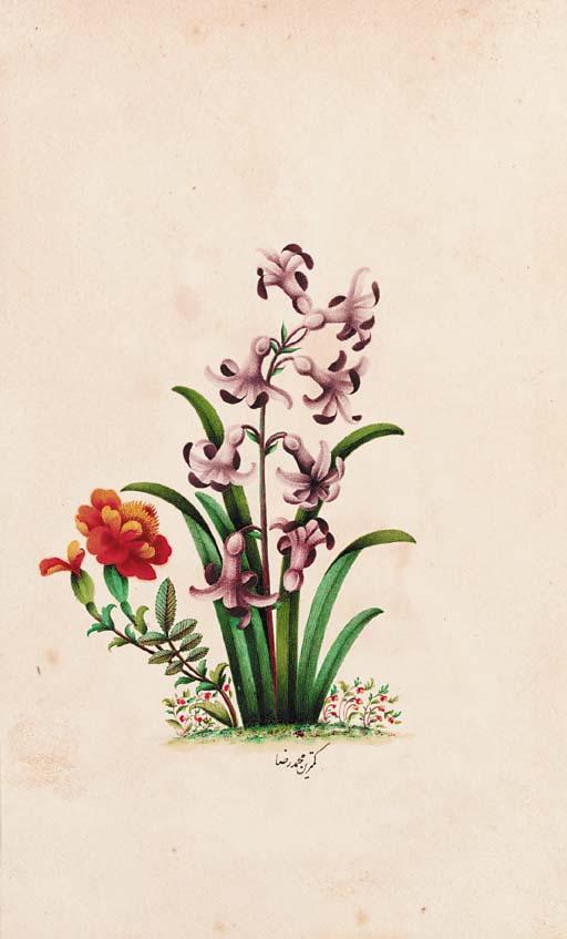 Muhammad Reza - Hyacinth