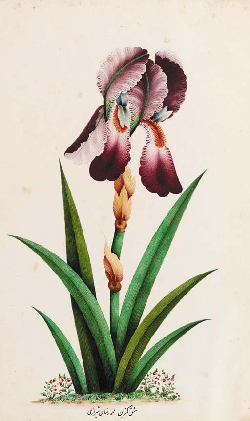 Muhammad Reza - Iris
