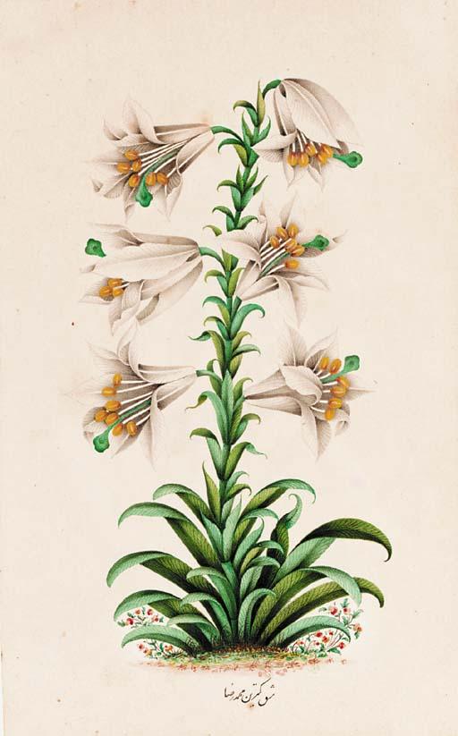 Muhammad Reza - Lily