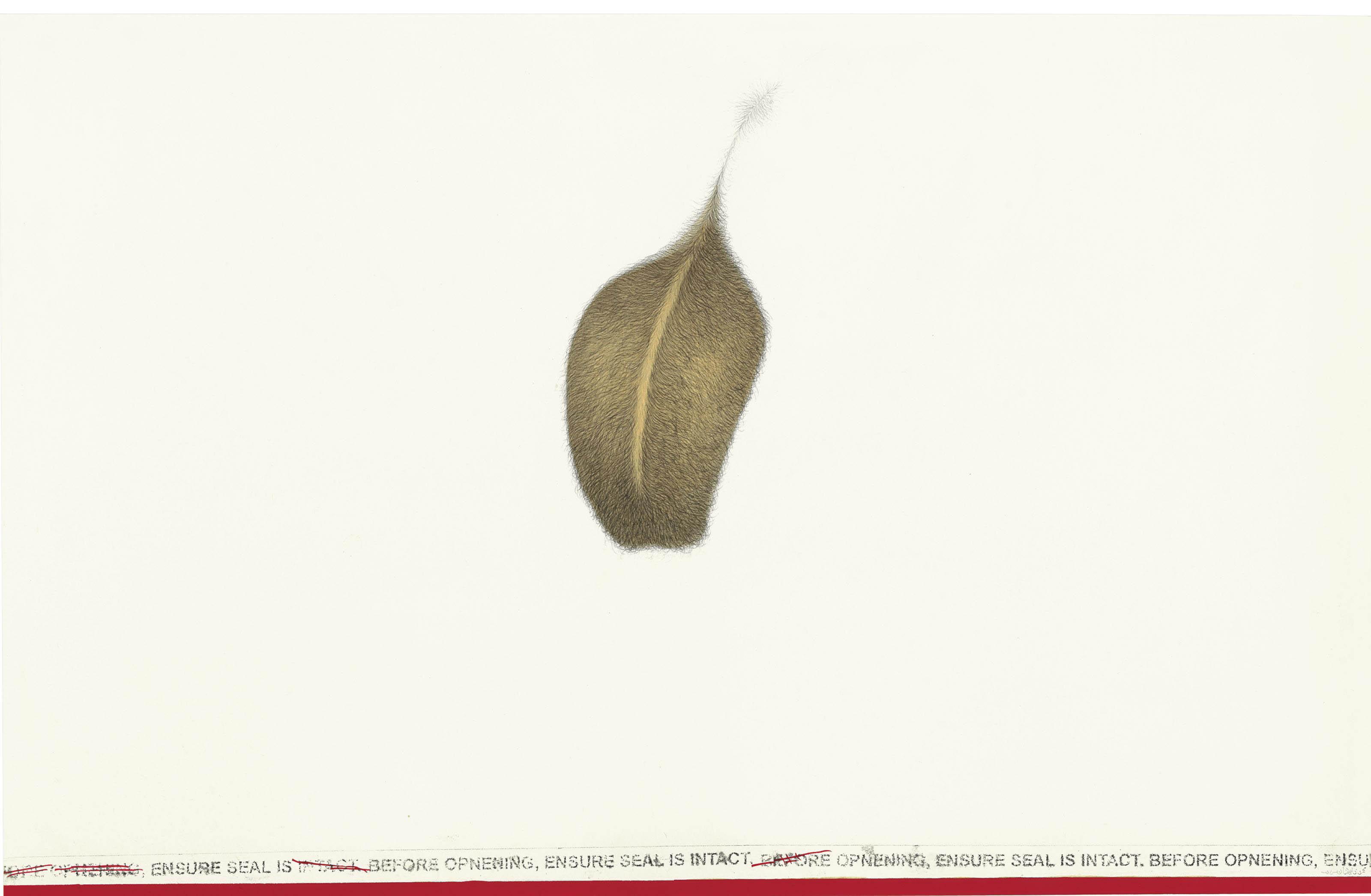 Muhammad Zeeshan - Untitled (Directions)