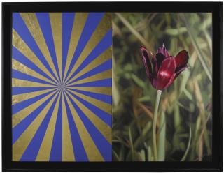 Mustafa Hulusi - Cyprus Black Tulip 3 (M) And Blue And Gold Expander (M)