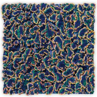 Nabil Nahas - Lorikeet I