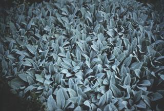 Nan Goldin - Lamb Ears, Provence, 1999