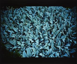 Nan Goldin - Lambs Ears (für Parkett 57).