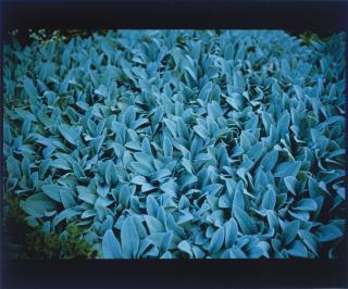 Nan Goldin - Lambs Ears