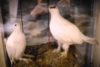 Nan Goldin - My White Birds, Sag Harbor, N.Y.