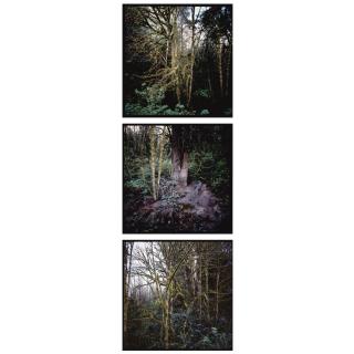 Nan Goldin - Prairie Creek Redwoods, California
