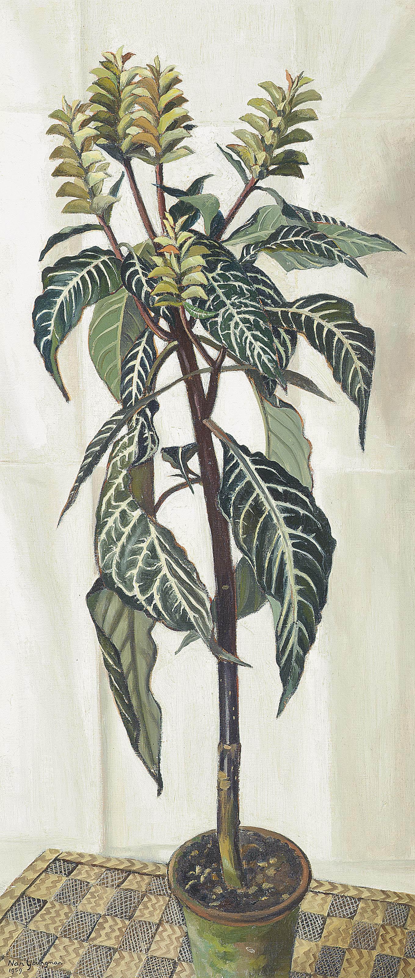 Nan Youngman O.B.E. - Aphelandra squarrosa in an interior