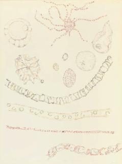 Nancy Graves - Fossil Cells from Gunflint Times