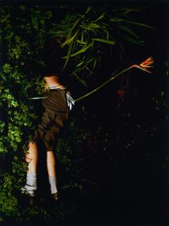 Naomi Fisher - Ohne Titel (Bird of Paradise).