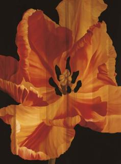 Natee Utarit - The Last Description of The Old Romantic