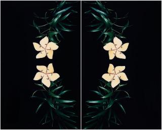 Nathalia Edenmont - Glory