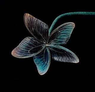 Nathalia Edenmont - \