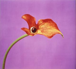 Nathalia Edenmont - \