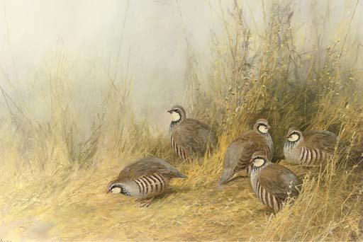 Neil Cox - A Covey of French Partridge