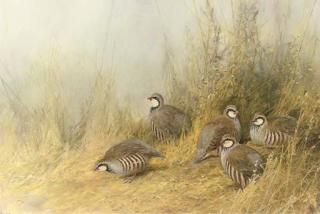 Neil Cox - A Covey of French Partridge