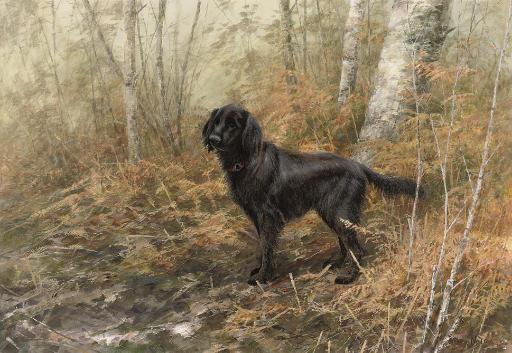 Neil Cox - A flat-coated retriever on a walk
