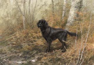 Neil Cox - A flat-coated retriever on a walk