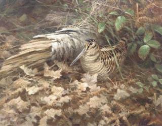 Neil Cox - A Woodcock In Leaf Litter