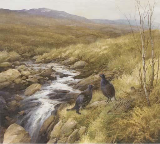 Neil Cox - Black Grouse By A Stream