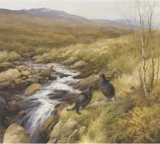 Neil Cox - Black Grouse By A Stream