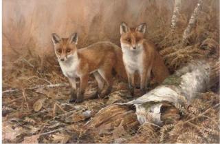Neil Cox - Fox Cubs In A Woodland Clearing