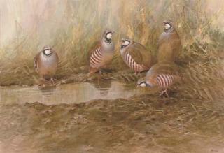 Neil Cox - French partridges watering