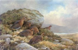 Neil Cox - Grouse In A Moorland Landscape