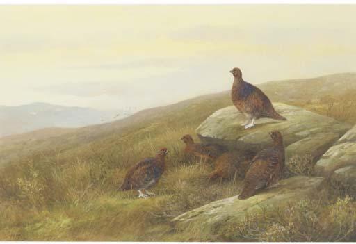 Neil Cox - Grouse On A Moor