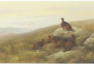 Neil Cox - Grouse On A Moor