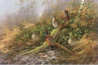 Neil Cox - Pheasants, Autumn