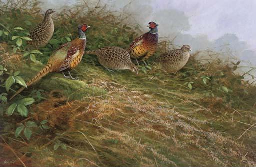 Neil Cox - Pheasants, Early Morning