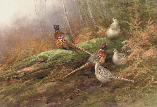 Neil Cox - Pheasants, early spring
