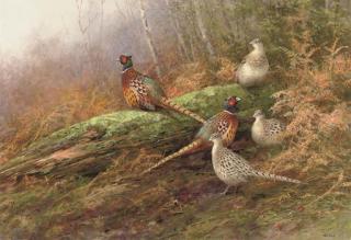 Neil Cox - Pheasants, early spring