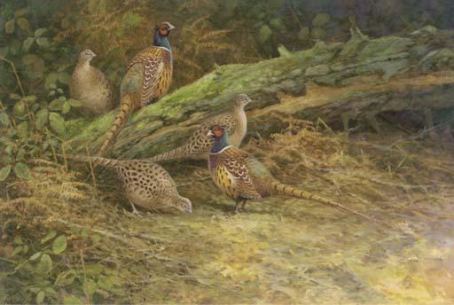 Neil Cox - Pheasants In A Woodland Clearing
