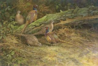 Neil Cox - Pheasants In A Woodland Clearing