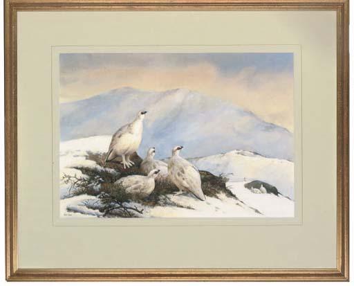 Neil Cox - Ptarmigan in a winter landscape
