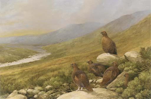Neil Cox - Red Grouse In A Landscape, Evening