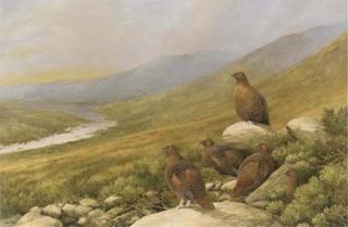 Neil Cox - Red Grouse In A Landscape, Evening