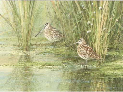 Neil Cox - Snipe At The Waters Edge