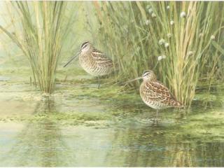 Neil Cox - Snipe At The Waters Edge