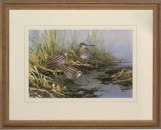 Neil Cox - Snipe Watering