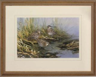 Neil Cox - Snipe Watering