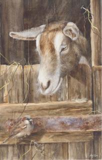 Neil Cox - Stable Mates