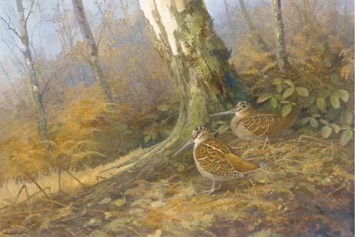 Neil Cox - Woodcock amidst silver birch