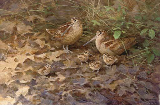 Neil Cox - Woodcock And Chicks In The Undergrowth