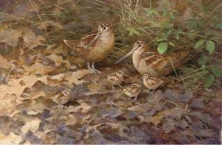 Neil Cox - Woodcock And Chicks In The Undergrowth