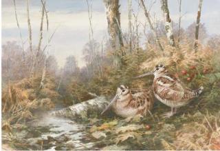 Neil Cox - Woodcock by a stream