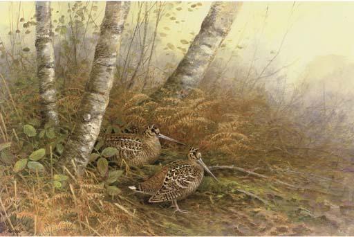 Neil Cox - Woodcock In A Woodland Clearing