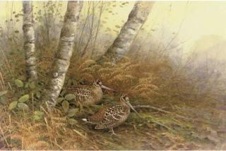 Neil Cox - Woodcock In A Woodland Clearing